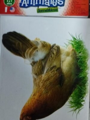 Animales domésticos. Español-Inglés - Tarjetas Léxicas Mifabe